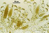 Liebmannia leveillei5